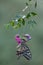 Butterfly Papilio machaon   on a forest flower in a forest glade