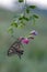 Butterfly Papilio machaon   on a forest flower in a forest glade