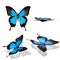 Butterfly papilio ulysses collection