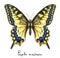 Butterfly Papillo Machaon. Watercolor imitation.