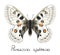 Butterfly Parnassius Apollonius.