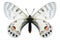 Butterfly Parnassius charltonius vaporosus (female)