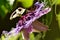 Butterfly on Passion flower