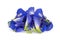 Butterfly pea, blue pea, or asian pigeonwings flower isolated on white background