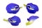 Butterfly pea, blue pea, or asian pigeonwings flower isolated on white background,