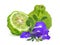 Butterfly pea,blue pea,clitoria ternatea or aparajita flower and bergamot isolated on white background