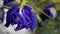 Butterfly pea or Blue pea flower herbal tea and dry butterfly pea flower.