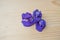 Butterfly pea blue pea flower thai herbs