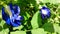Butterfly pea or blue pea flowers