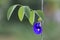 Butterfly pea,bluebellvine, blue pea, cordofan pea Clitoria ternatea and Green Leaves on the natural