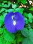Butterfly pea flower, beautiful light blue pea flower, stock photo