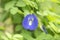 Butterfly Pea Flower or Clitoria Ternatea