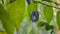 Butterfly pea flower hanging from brunch on rainy day in garden