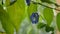 Butterfly pea flower hanging from brunch on rainy day in garden