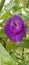 Butterfly pea flower with the Latin name clitoria ternatea which has many health benefits