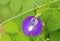 Butterfly pea flower medicinal herbs