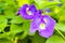 Butterfly pea flower, Pigeonwings. Bluebellvine, Blue pea, Darwin pea, Cordofan pea. Clitoria ternatea