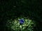 Butterfly pea flower on roundleaf bindweed