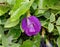 Butterfly pea flower scientific name: Clitoria ternatea L. is a vine, stem.