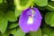 Butterfly pea flower, a spesies of Pigeonwings. A.k.a Asian pigeonwings, Bluebellvine, Cordofan pea. Clitoria ternatea