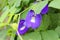 Butterfly pea flower, a spesies of Pigeonwings. A.k.a Asian pigeonwings, Bluebellvine, Cordofan pea. Clitoria ternatea