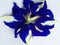 Butterfly pea flowers Clitoria ternatea flower drink herb health