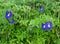 Butterfly Pea Flowers, South Tarawa