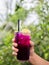 Butterfly pea juice with ice, hand holding
