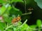 butterfly peacck pansy junonia almana