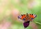 Butterfly peacock Aglais io, European peacock on pink flower on blur green background forest