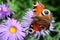 Butterfly Peacock Eye