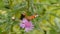 Butterfly peacock on a flower cornflower