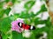 Butterfly on Pentas lanceolata