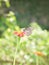 Butterfly Perch on a leaves flower