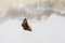 Butterfly perch on a white wall.