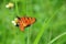 Butterfly perch on wildflower