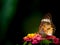 Butterfly Perched on The Bouquet of Hedge Flowers