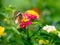 Butterfly Perched on The Bouquet of Hedge Flowers