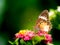 Butterfly Perched on The Bouquet of Hedge Flowers