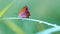 Butterfly perched on a branch in the morning