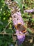 Butterfly perched on a buddleia underneath the summer sun