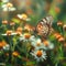 Butterfly perched on Coat buttons flowers, vibrant blooms in focus