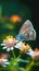 Butterfly perched on Coat buttons flowers, vibrant blooms in focus