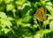 Butterfly perched a flower on green nature background