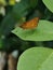 a butterfly perched on a green leaf in the morning