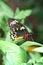 Butterfly perched on leaf