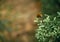 butterfly perched on a leaf. Close-up of the species Pararge Aegeria Family.-Nymphalidae.Vulgar name: Maculada or Butterfly of the