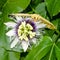 Butterfly perched on the passion fruit flower