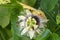 Butterfly perched on the passion fruit flower - Completa
