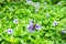 .Butterfly perched on a purple flower